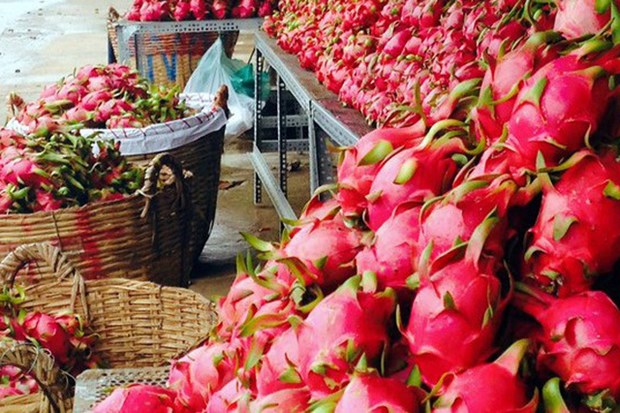 Promotion des exportations vietnamiennes de pitaya vers l’Australie et la Nouvelle-Zélande